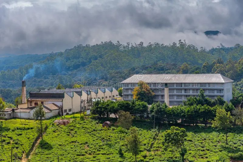 Pedro Tea Estate